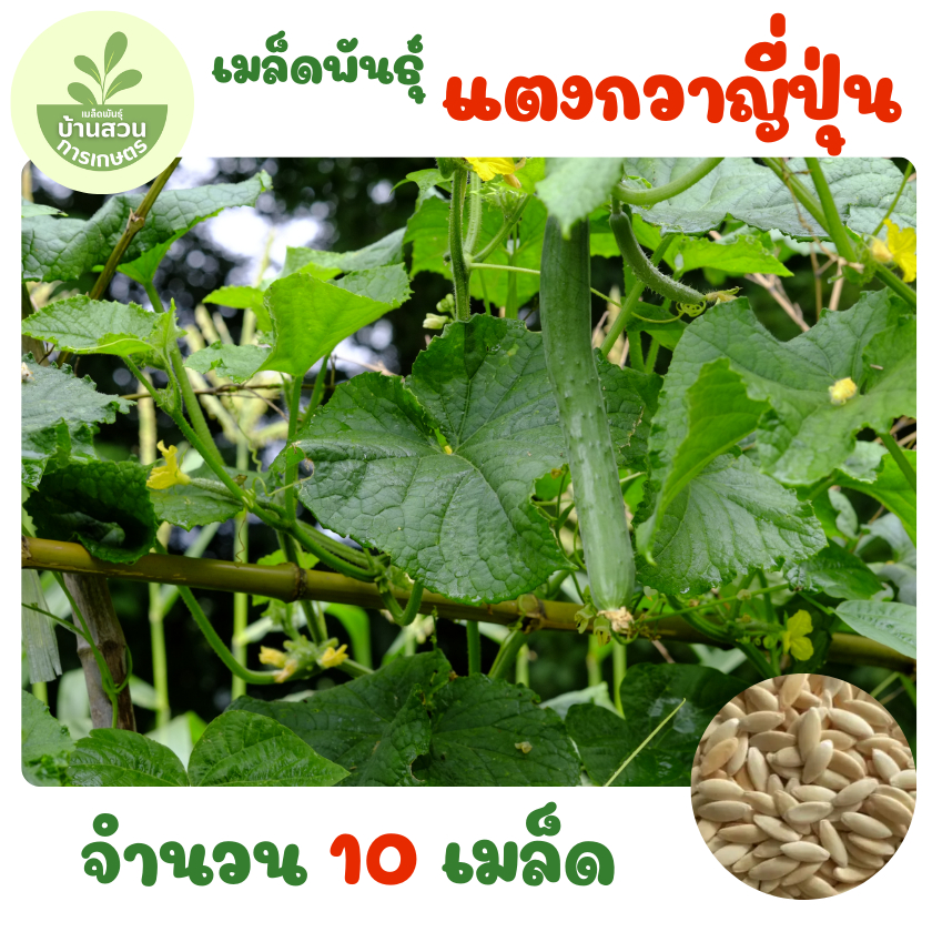 เมล็ดพันธุ์แตงกวาญี่ปุ่น จำนวน 10 เมล็ด