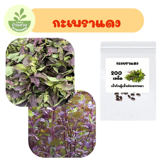 เมล็ดพันธุ์กะเพราแดง จำนวน 200 เมล็ด