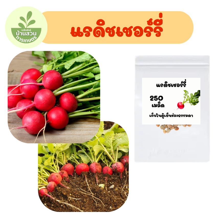 เมล็ดพันธุ์แรดิชเชอร์รี่ จำนวน 250 เมล็ด รูปที่ 2