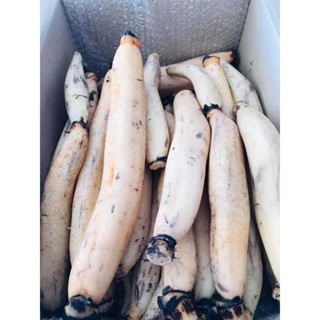 รากบัวสดขุดใหม่จากนครสวรรค์