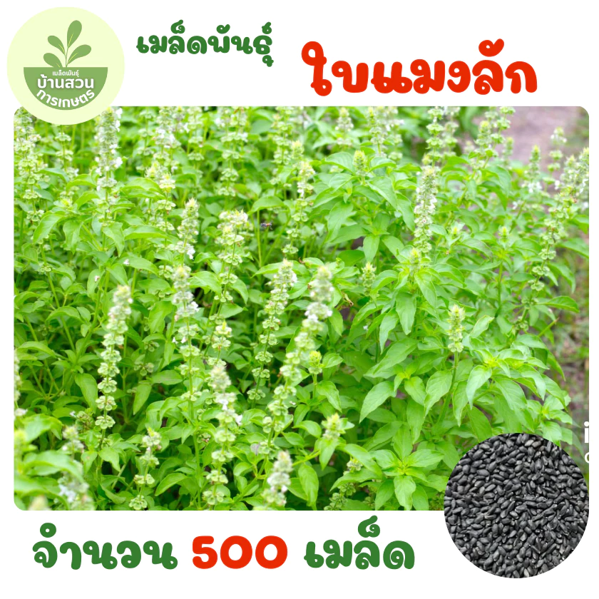 เมล็ดพันธุ์ใบแมงลัก จำนวน 500 เมล็ด