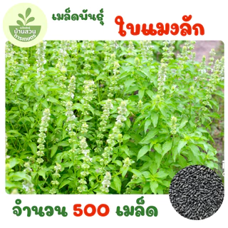 เมล็ดพันธุ์ใบแมงลัก จำนวน 500 เมล็ด