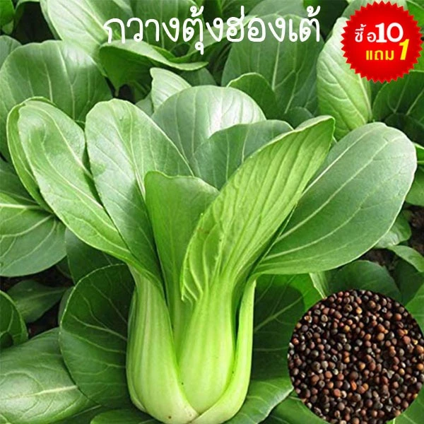 กวางตุ้งฮ่องเต้📌ถูกที่สุด10บ.🎯เมล็ดพันธุ์กวางตุ้งฮ่องเต้100-600เมล็ด🎯☘️งอกง่าย🌱 โตไว☘️ทานอร่อย