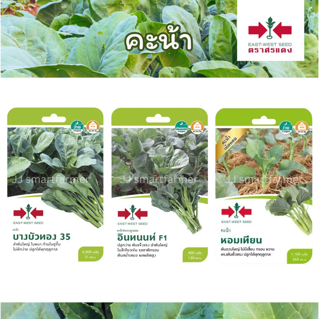 เมล็ดคะน้า แบบซอง ตราศรแดง 🌱บางบัวทอง35,อินทนนท์,หอมเทียน