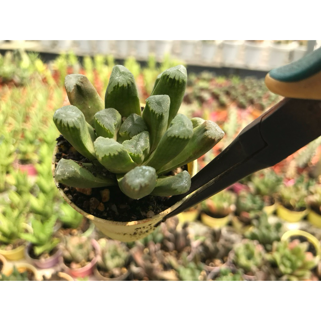 ฮาเวอร์เทียใบยาวเล็ก