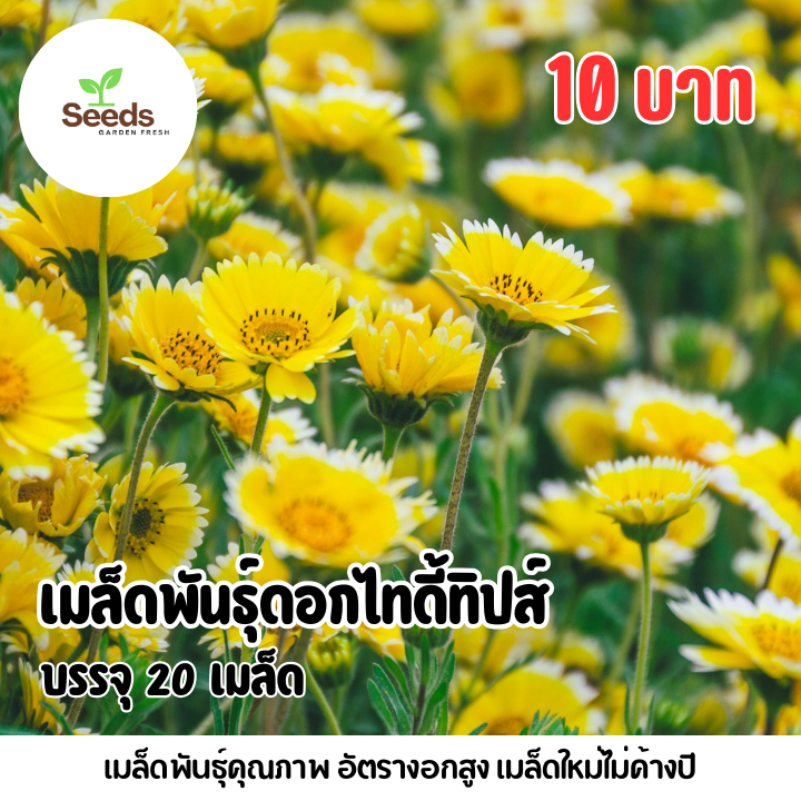 เมล็ดพันธุ์ดอกไทดี้ทิปส์ บรรจุ 20 เมล็ด