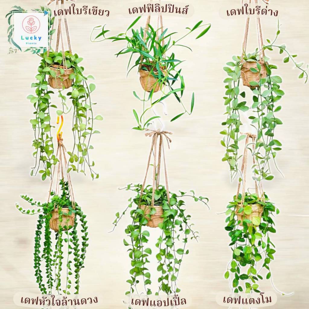🌿(ขนาด 3 นิ้ว)เดฟใบรีเขียว/ใบรีด่าง/หัวใจล้านดวง/แตงโม/แอปเปิ้ล/ฟิลิปปินส์ พร้อมกระถางสาน+เชือก+ตะขอแขวน