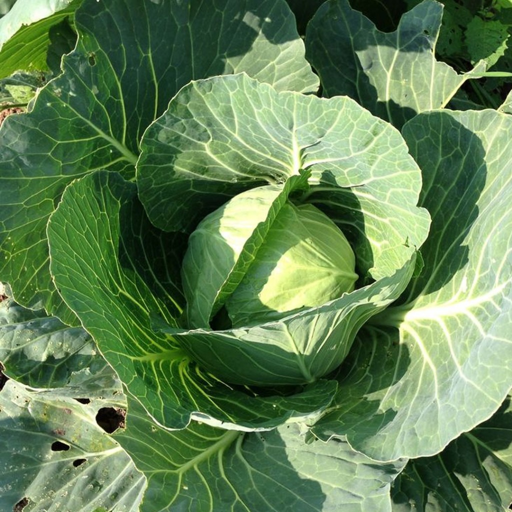 🛒Oishi-Fresh 🥬กล่ำปลีหัวใจ ปลอดสารพิษ 1 กก. รสชาติกรอบ สด ใหม่ ใยอาหารสูง หวานออร์แกนิค เคลมได้ 1-2 วัน - รูปที่ 5