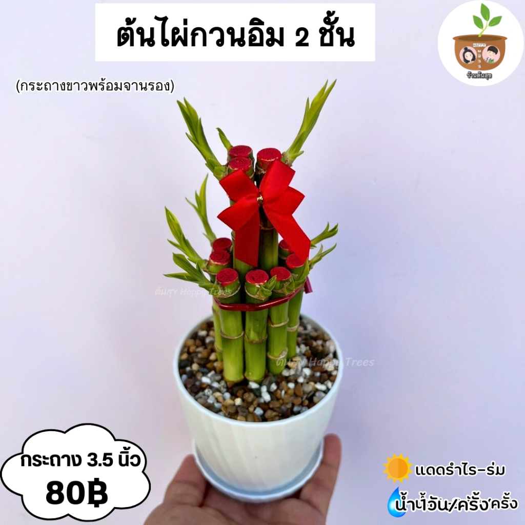 ต้นไผ่กวนอิม หินโรย จัดส่ง 2 ต้นขึ้นไป คละแบบได้