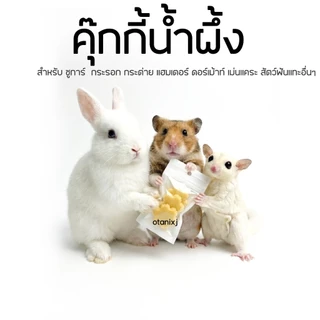 🧁ขนม แฮมสเตอร์ ชูการ์ กระรอก กระต่าย เม่น ดอร์เมาส์ สัตว์ฟันเเทะอื่นๆ