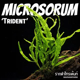 รากดำ ‘ไทรเด้นท์’ เลือกขนาดได้ – MICROSORUM PTEROPUS ‘TRIDENT’ ต้นไม้น้ำ