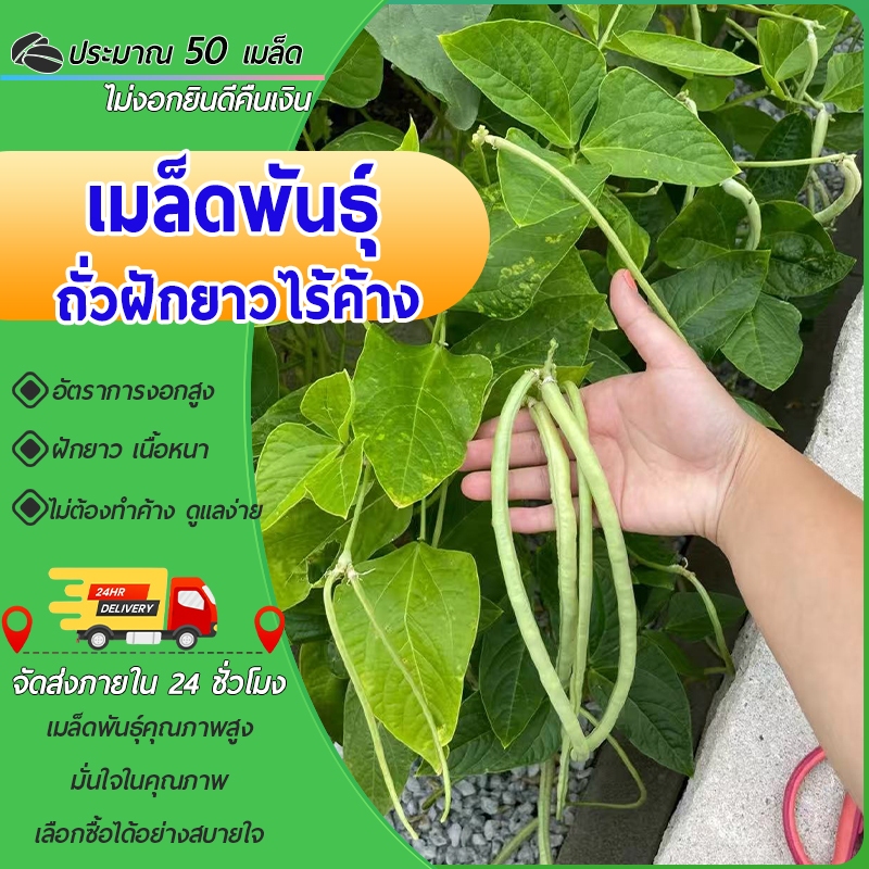 50 เมล็ด เมล็ดพันธุ์ถั่วฝักยาวไร้ค้าง เมล็ดพันธุ์ถั่วพุ่ม เมล็ดถั่วฝักยาว ไม่ต้องทำค้าง งอกดี โตเร็ว