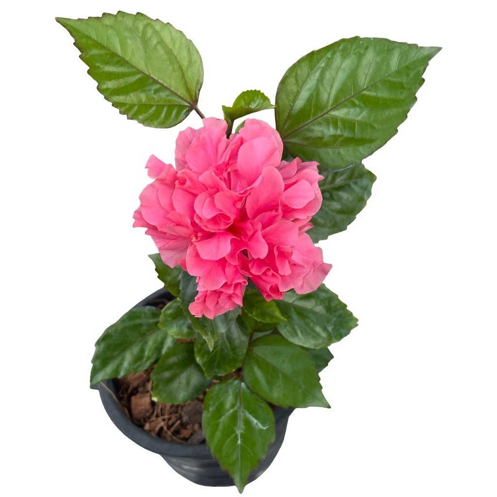 ซื้อ 2 แถม 1 (คละได้)ต้นชนาคาร์เนชั่นในกระถาง 5-6 นิ้ว