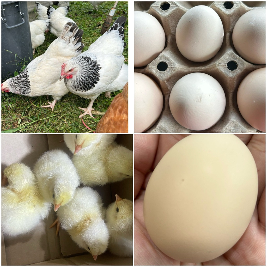 10 แถม2 ไข่ไก่เชื้อ สายพันธุ์ไลท์ชัชเชค สายพันธุ์ประเทศอังกฤษ เชื้อดีแข็งแรง ไก่สายพันธุ์ไข่ดก
