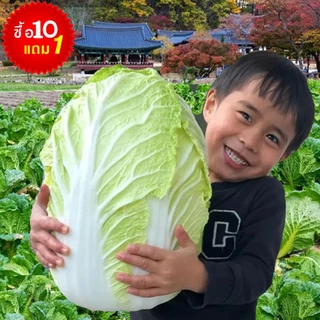 ผักกาด📌10แถม1!!📌รวมทุกสายพันธุ์🎯ถูกที่สุด10บ.🎯เมล็ดพันธุ์ผักกาด100-1800เมล็ด🌱งอกง่าย☘️โตเร็ว🌱ทานอร่อย