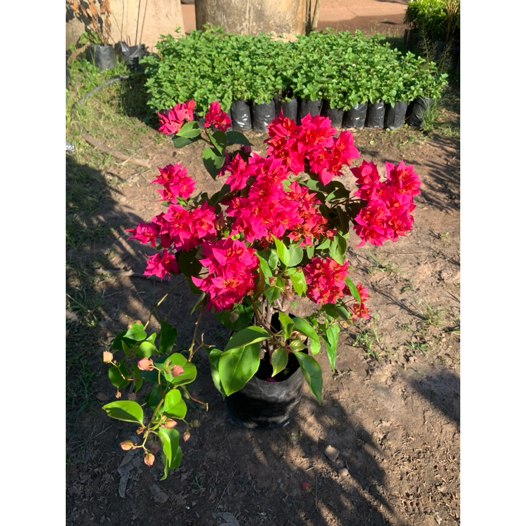 💐เฟื่องฟ้าคละสี💐ต้นละ1️⃣0️⃣0️⃣บาท