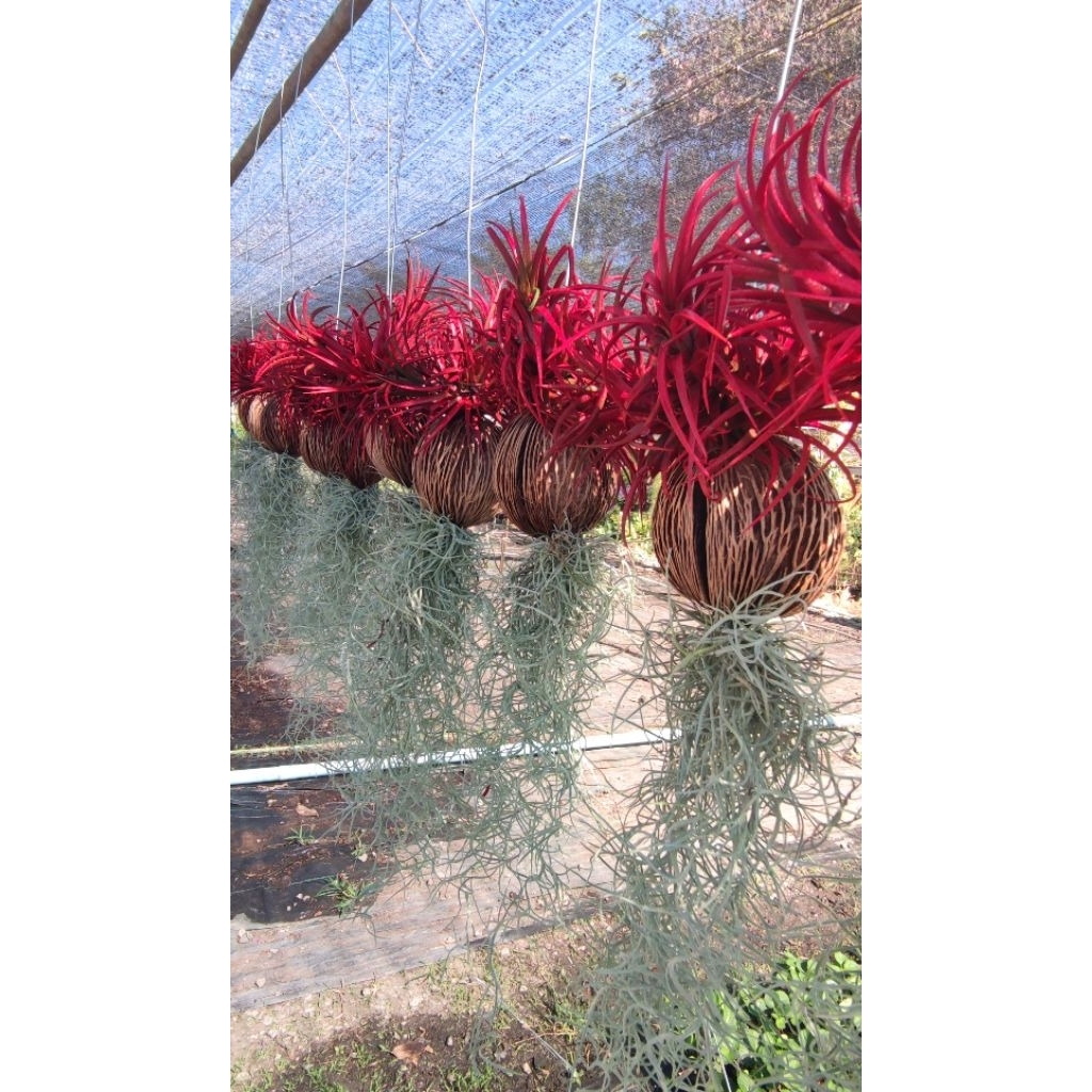 ต้นสับปะรดอากาศ ทิลแลนด์เซีย (Tillandsia) +ลูกตีนเป็ด+เคราฤษี ไม้แขวน