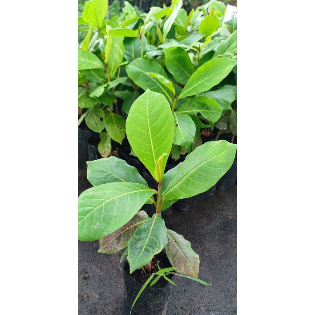 ต้นหูกวาง (Terminalia catappa) สูง 40-60 cm ไม้ยืนต้นขนาดใหญ่ ปลูกเพื่อให้ร่มเงา