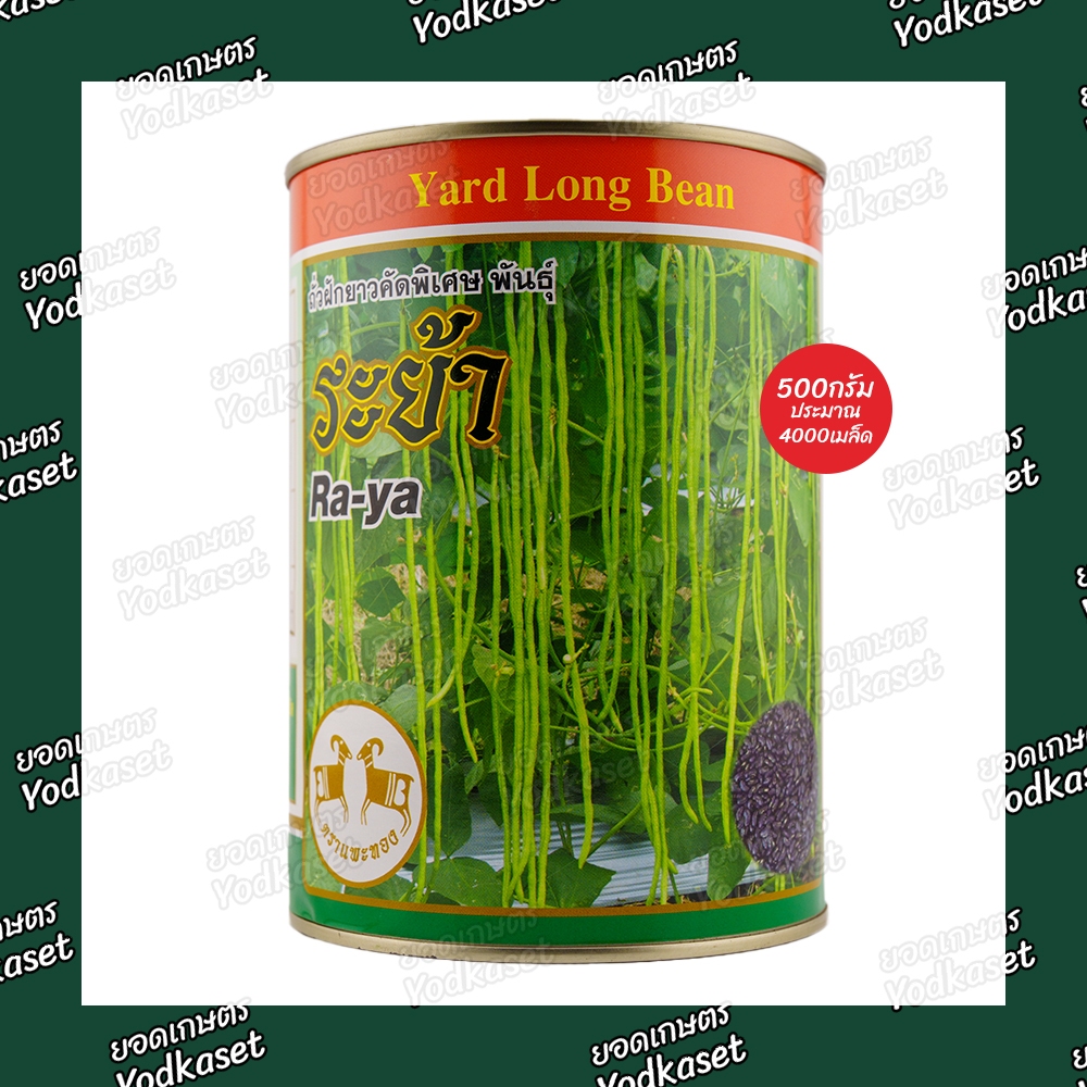 เมล็ดพันธุ์ถั่วเส้น ระย้า (เมล็ดดำ) ตรา แพะทอง ขนาด 500 กรัม 100กรัม