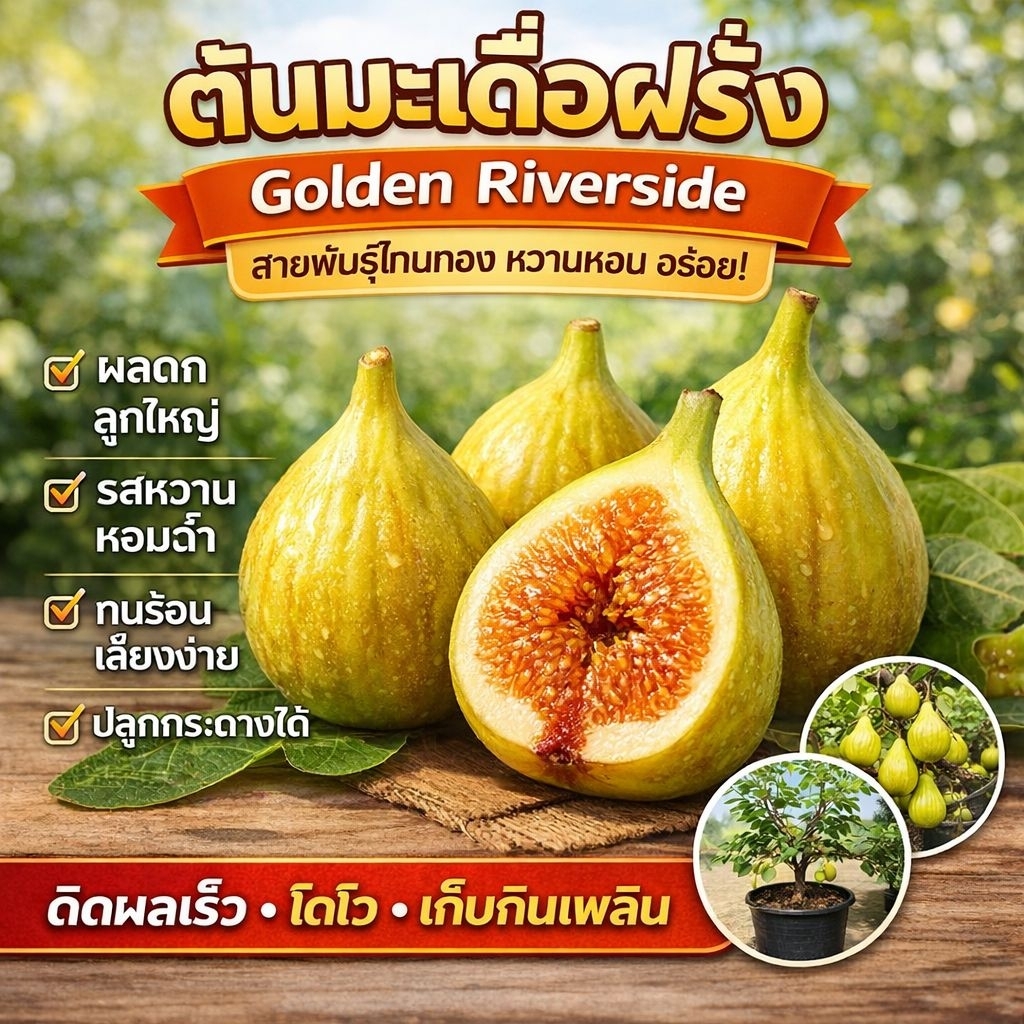 ต้นมะเดื่อฝรั่ง Golden Riverside สูง 40-50 ซม. ติดผลไว ปลูกง่าย ปลูกกระถางได้ พร้อมปลูก