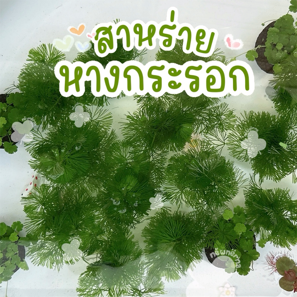 สาหร่ายหางกระรอก พร้อมหินภูเขาไฟแดง ไม้น้ำสำหรับตกแต่งตู้ปลา