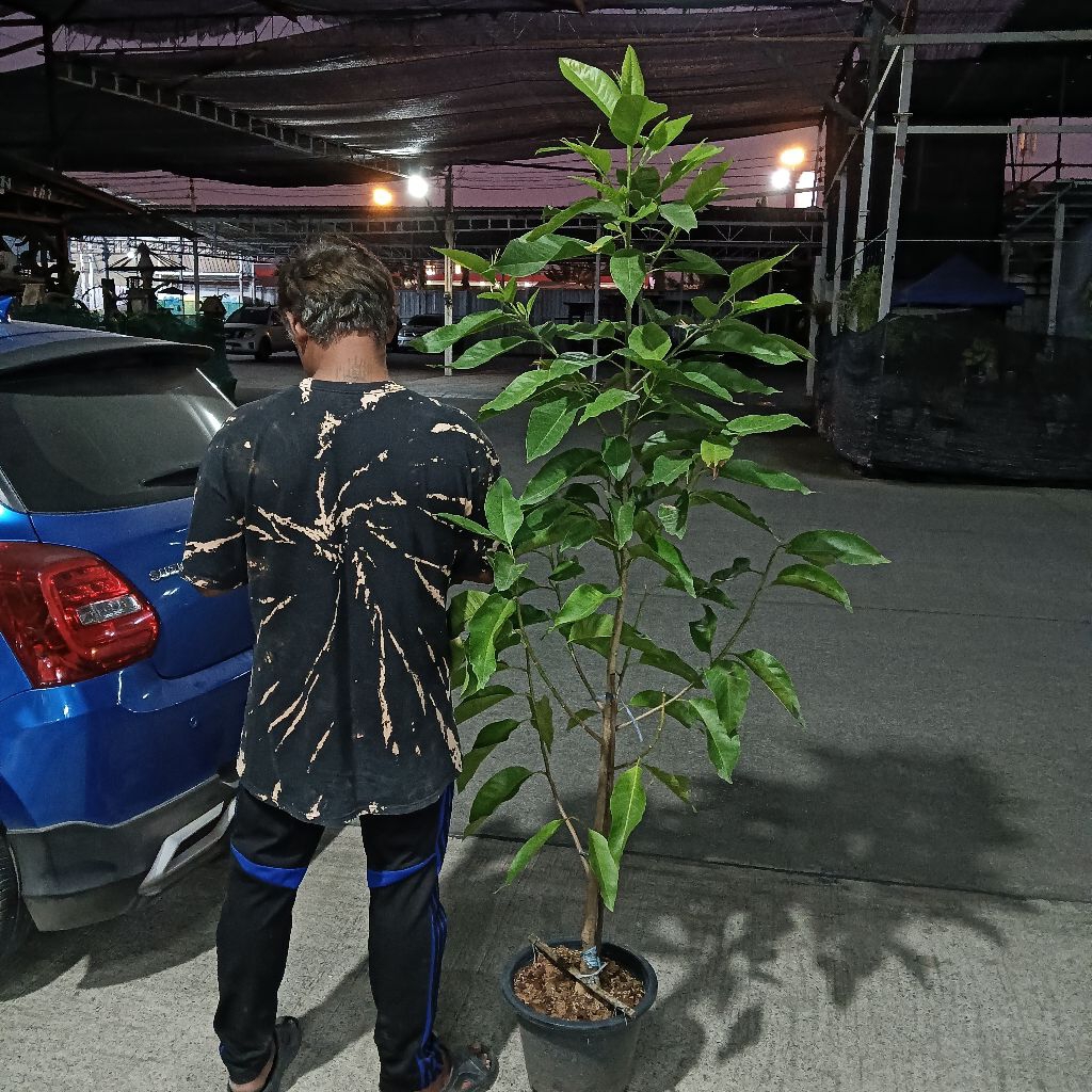 จำปีสีนวลขนาด150-200ซม
