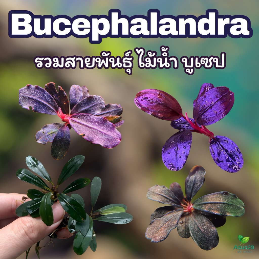 บูเซป รวมหลายสายพันธุ์ แบบ 1 ต้น Bucephalandra Bucep เลือกสายพันธ์ุได้
