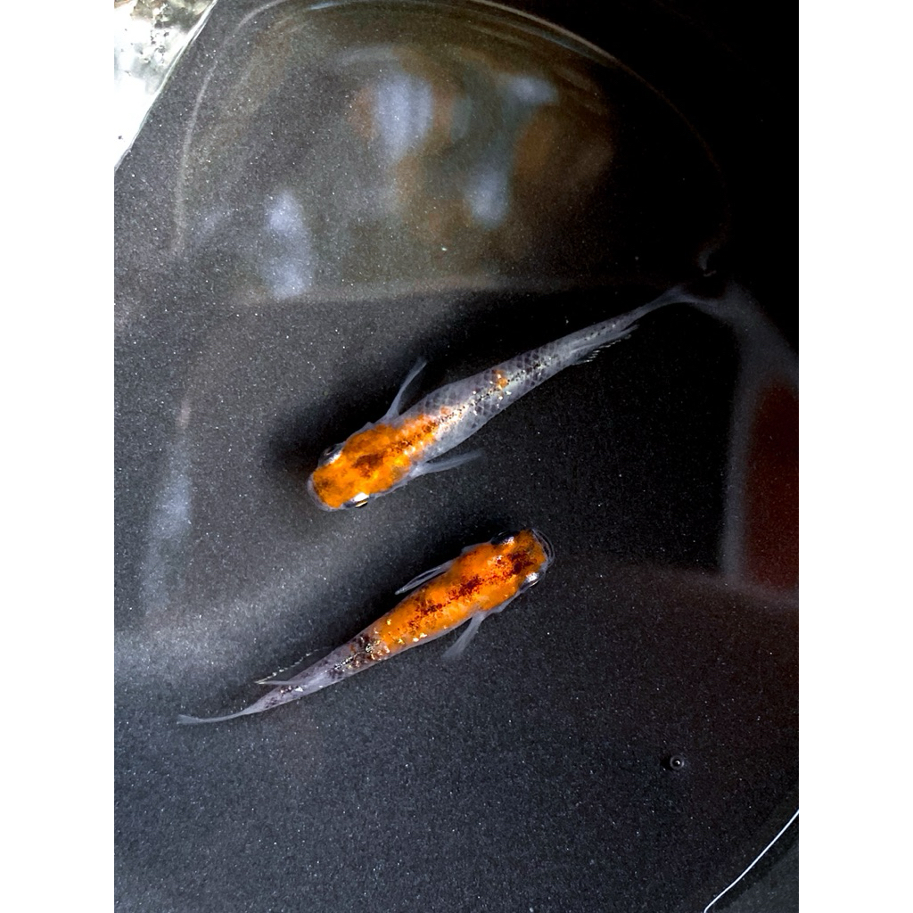 ขวดไข่เมดากะ Sanshoku Longfin F4