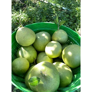 [คัดผิวปานกลาง ทรงสวย] ส้มโอขาวใหญ่อัมพวาแท้ ส่งตรงจากสวน ขายเอง - คละไซส์