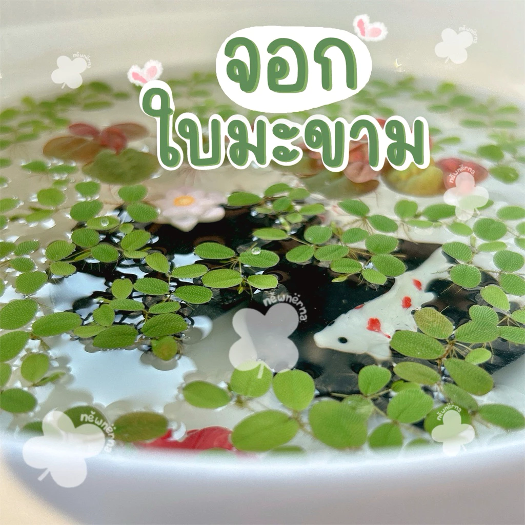 จอกใบมะขาม พืชลอยน้ำขนาดเล็ก ไม้น้ำสำหรับตกแต่งอ่างปลา อ่างบัว ตู้ปลา