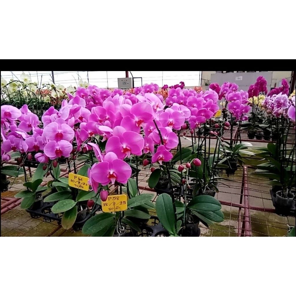 ฟาแลนนอปซิส (Phalaenopsis)ขนาดไซส์ 2 นิ้วรายละเอียดสีดอกทักถามแม่ค้า