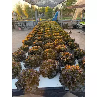 สุดคุ้ม ปุ๋ยน้ำ AB สูตรพรีเมี่ยม เหมาะกับหน้าร้อน