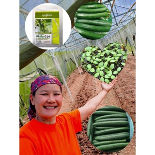 เมล็ดพันธ์แตงกวาญี่ปุ่นแบ่งขาย อิชิกรีน 014  จำนวน  10 เมล็ด