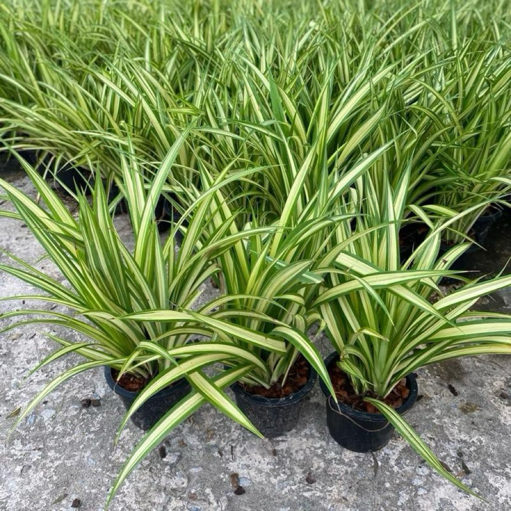 เตยทองขนาดกระถาง5“1ชุดมี3ต้นจำกัดไม่เกิน1ชุดต่อคำสั่งซื้อ