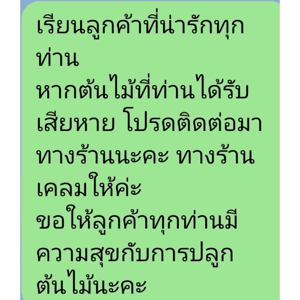 ต้นบานเช้า​ ไม้ดอก​ไม้ประดับ​อายุหลายปี​ - รูปที่ 7