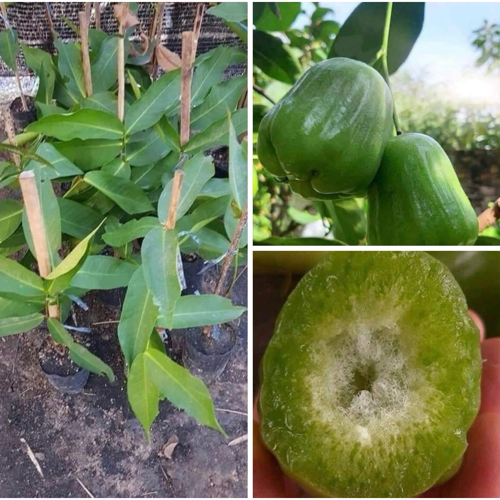 ต้นชมพู่เขียวหยกแบบกิ่งตอน