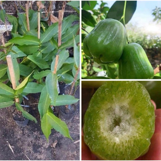 ต้นชมพู่เขียวหยกแบบกิ่งตอน