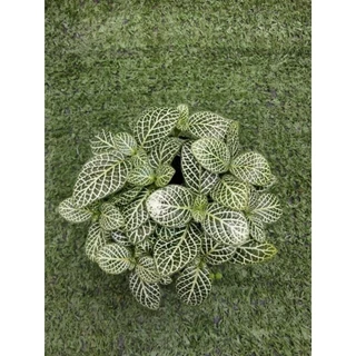 ต้นพรมออสเตรเลียลายขาว [ Fittonia ]ไม้ในกระถาง3"