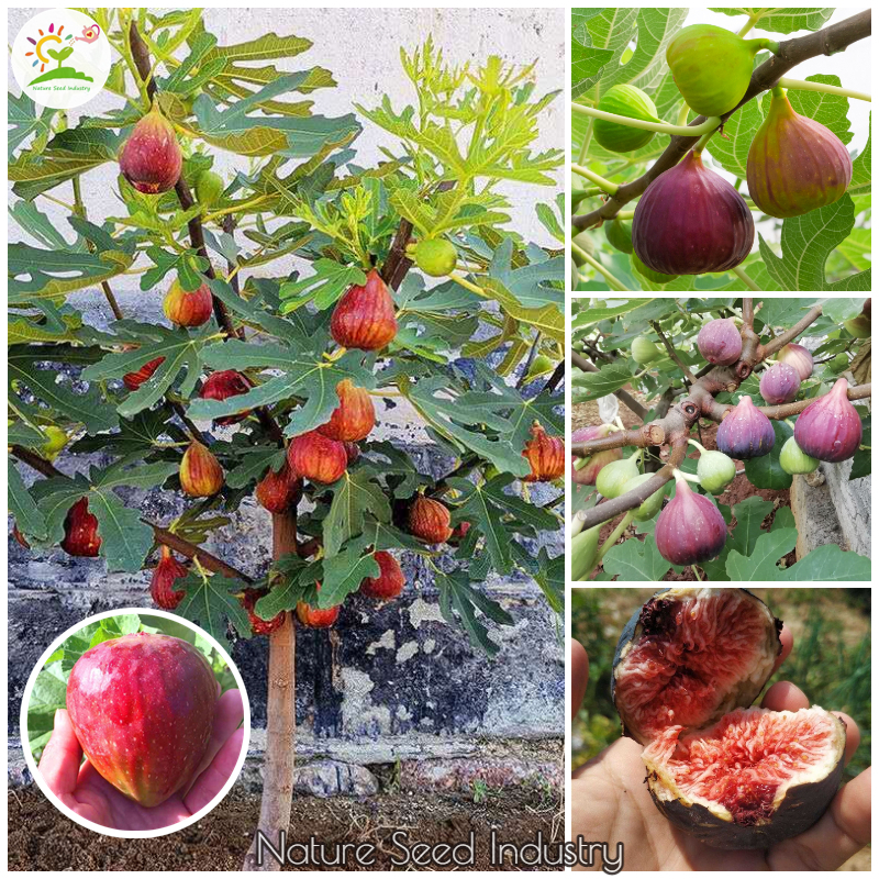Fig Tree Seed 600 Seeds  Figs สายพันธุ์ ของแท้ 100% มะเดื่อฝรั่ง หรือ ลูกฟิก Fig Seeds เมล็ดพันธุ์ให