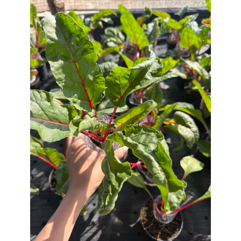 ต้นกล้าสวิสชาร์ด คละสี (Swiss Chard mix Colors) รากเดินดี สามารถนำไปปลูกต่อได้ กระถาง 2 และ 4 นิ้ว - รูปที่ 5