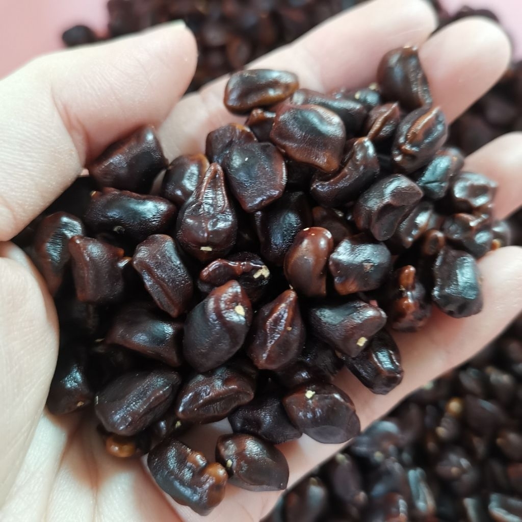 เม็ดมะขามเปรี้ยว เมล็ดมะขาม น้ำหนัก 500 g สำหรับนำไปปลูกหรือคั่วทานได้