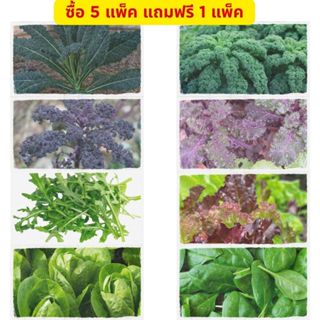 🌱 เมล็ดผักสลัด / เคล / ผักโขม / ร็อคเก็ต