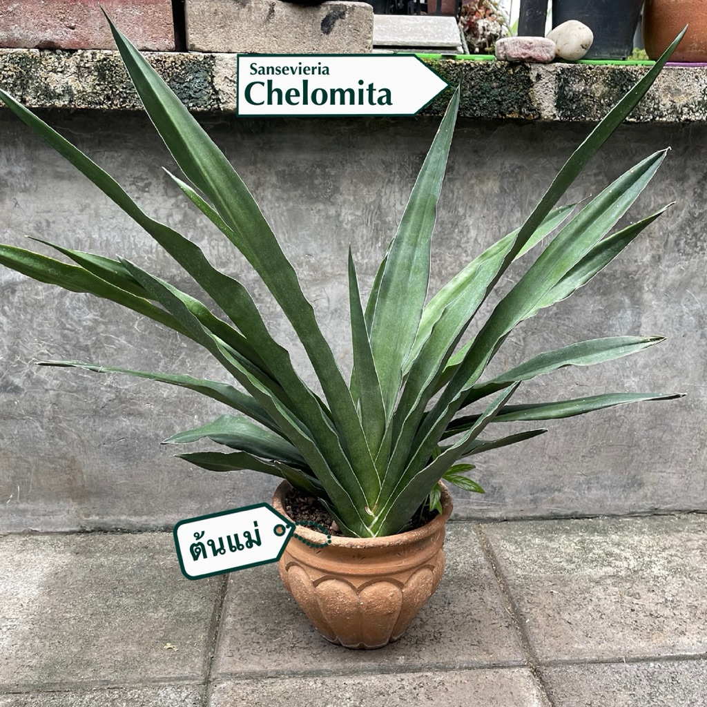 ต้นลิ้นมังกร Sansevieria  Chelomita