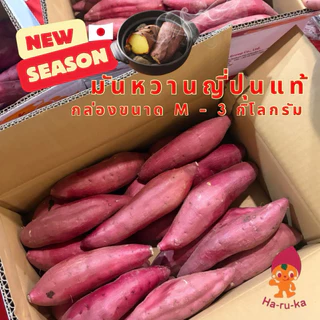 มันหวานญี่ปุ่นแบบดิบ ขนาด M - 3 กิโลกรัม สายพันธุ์เบนิฮารุกะแท้ ปลูกญี่ปุ่น