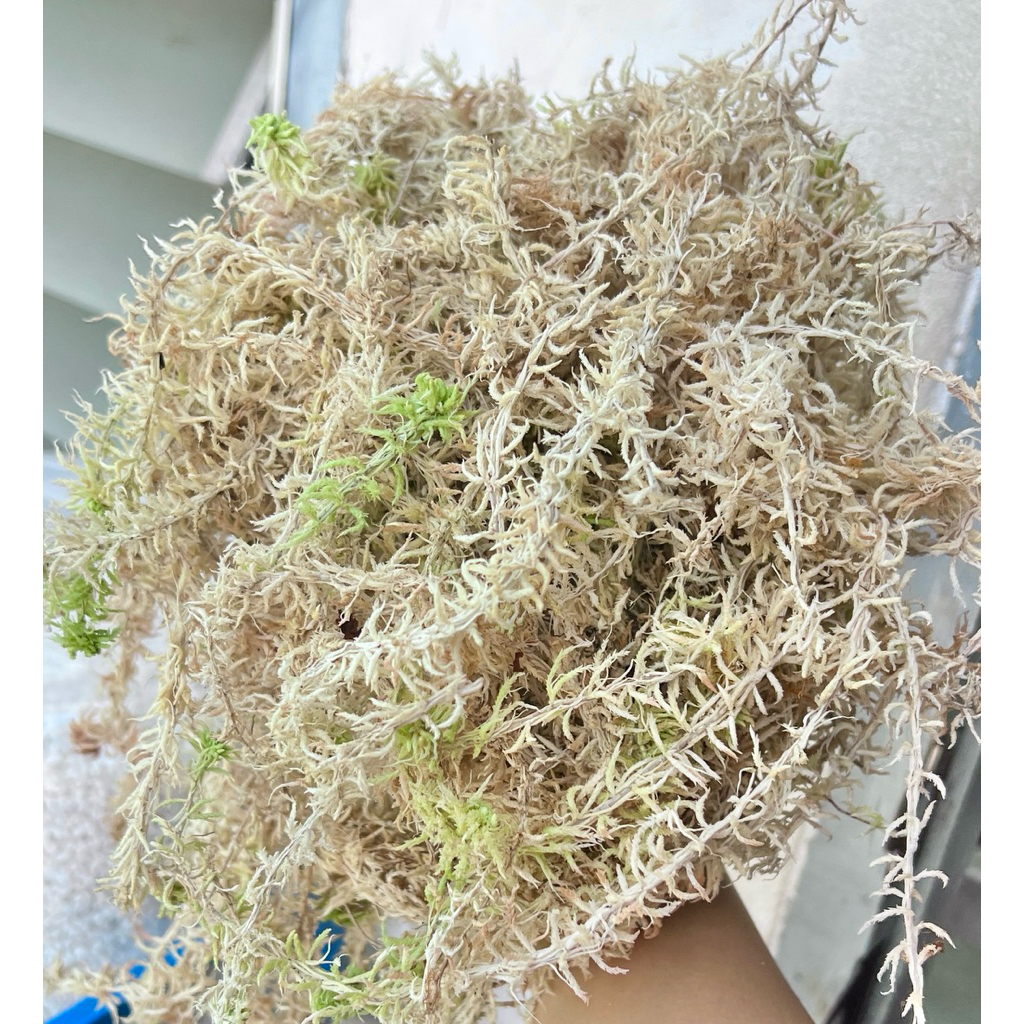 sphagnummossสดเกรดพรีเมี่ยม500gสะอาดเก็บเศษใบไม้ออกให้แล้วเหมาะนำไปเพราะปลูก เลี้ยงสัตว์เช่นกบ หอย แมงมุม งูและอีกมากมาย