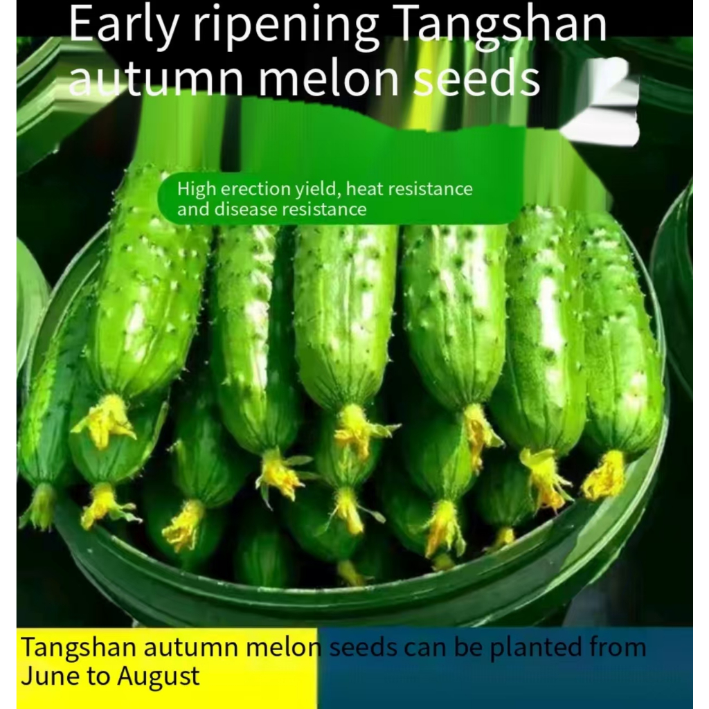 High yield crispy local cucumber seeds for sale, fruit cucumber seeds, fruit cucumber seeds, organic