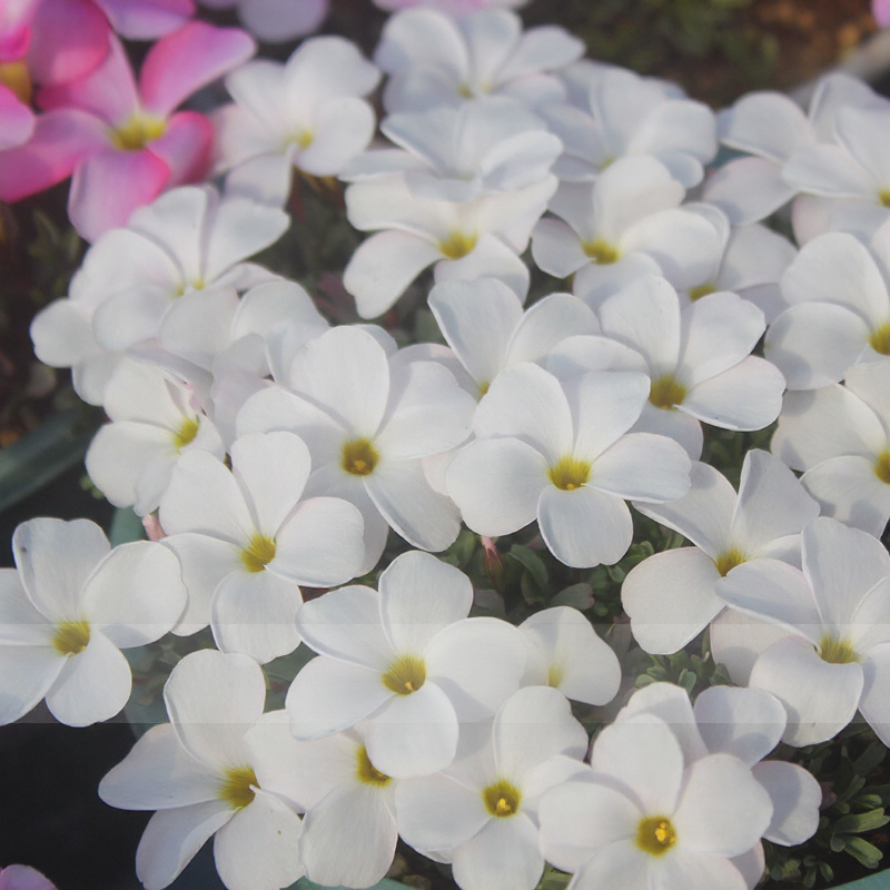 Benih Bunga Rama² Ungu 3 roots/Oxalis Triangularis-white