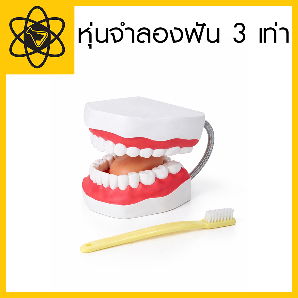 หุ่นจำลองฟัน 3 เท่า (SCITRADER)