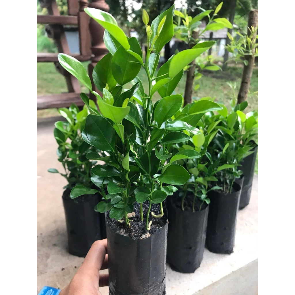 ต้นมะนาวแป้นพิจิตร เพาะเมล็ด สูง 10-15 ซม พร้อมปลูก ซื้อ3แถม1 ต้นแข็งแรง ราคาถูก