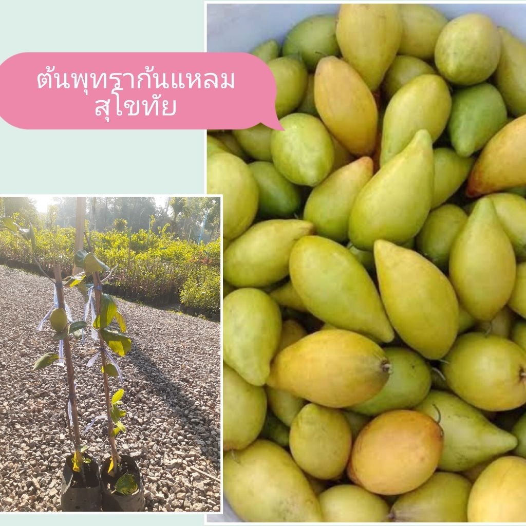 ต้นพุทราก้นแหลมสุโขทัย